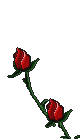 Animated rose