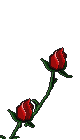 Animated rose on the right