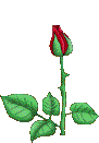 Animated blooming rose