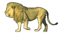 lion right
