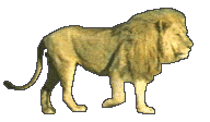 lion left